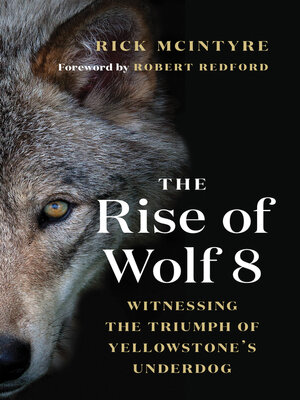 cover image of The Rise of Wolf 8